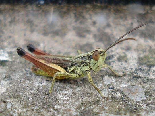  ARIANA SANTAMARIA [Villaviciosa-Asturias] _ nunca olvido una cara pero en su caso haré una excepción 