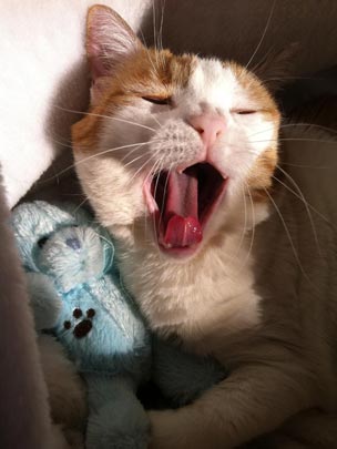  EVA NIETO [Madrid] _ ópera 