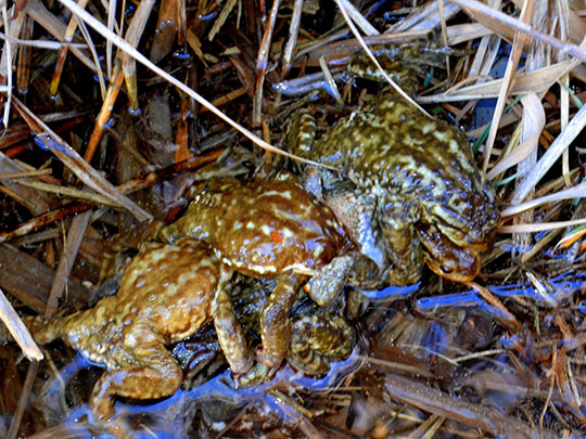  ANGELA LLOP [Torrelles de Foix-Barcelona] _ orgia de bufo bufo, a veces la hembra muere ahogada 