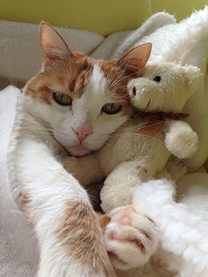  EVA NIETO [Madrid] _ oso-almohada, ya no se llevan las batamantas 