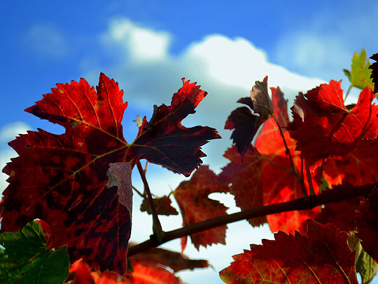  ANGELA LLOP [Torrelles de Foix-Barcelona] _ otoño 