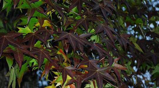  ESTELA SAENZ [Viana-Navarra] _ otoño 