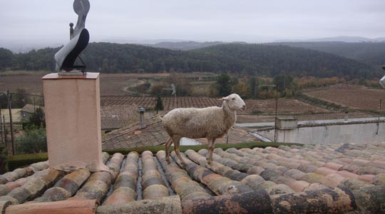  MARIA ROSA FERRE [Vilafranca del Penedès-Barcelona] _ oveja extraviada 
