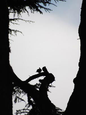  FEDERICO FONTANA [Rosario-Argentina] _ parejiando nosotros 