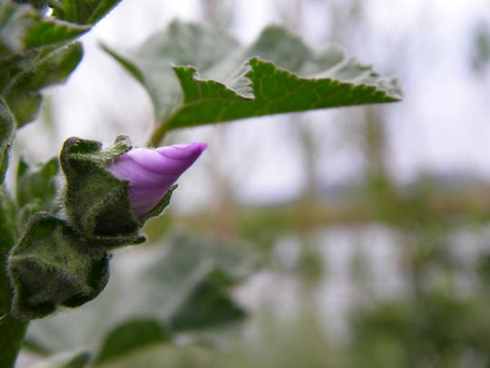  CATI HERNÁNDEZ [Salt -Girona] _ parto primaveral 