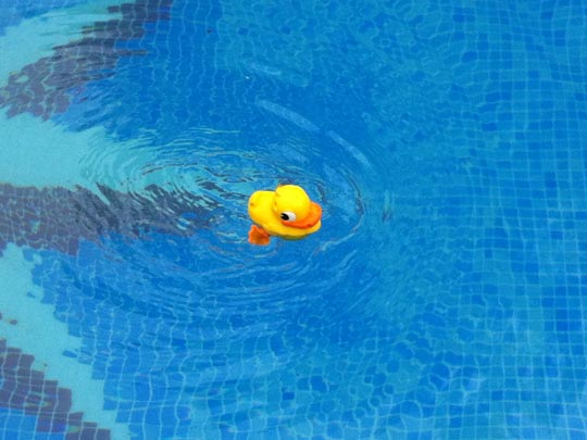  ROBERLEY RODRIGUEZ [Vilanova i la Geltrú-Barcelona] _ pato de goma 