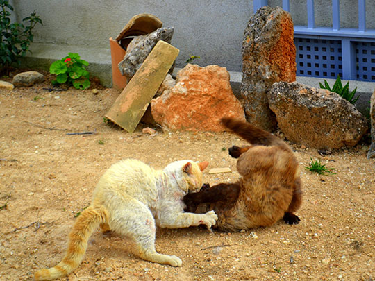  ANGELA LLOP [Torrelles de Foix-Barcelona] _ pelea de gatos 