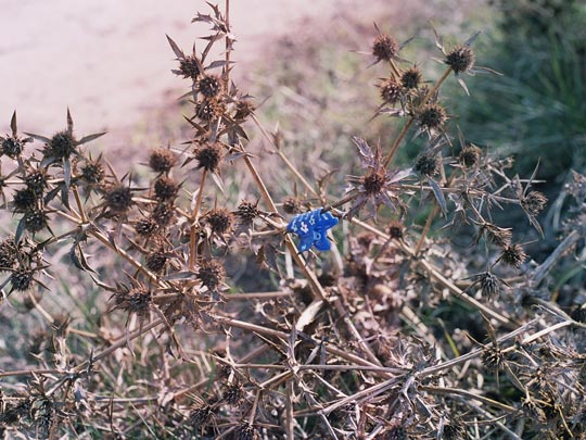  VIOLETA ROCA [Vilafranca del Penedès-Barcelona] _ pelo natural 