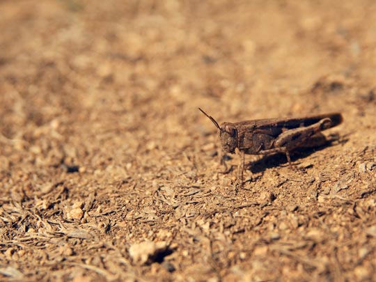  ANA MORALES [Sta. Coloma-Barcelona] _ pequeño saltamontes 