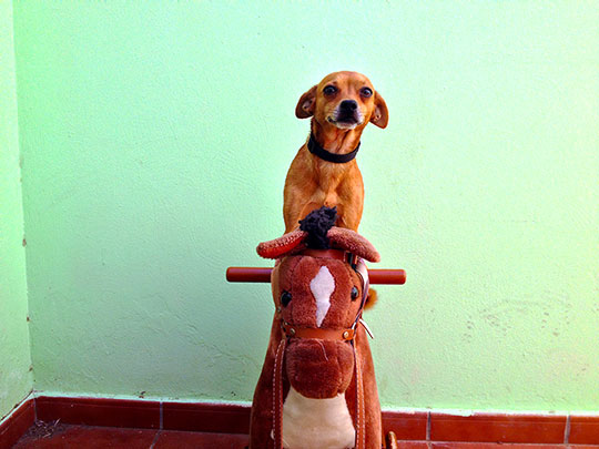  LUIS CAPPELLINI [Las Palmas -Las Palmas] _ perreando 