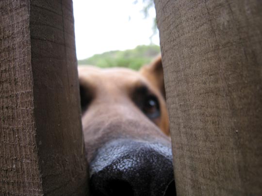  ANTONIO VEGA [Barcelona] _ perro guardián 