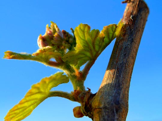  ANGELA LLOP [Torrelles de Foix-Barcelona] _ petit xarel.lo 