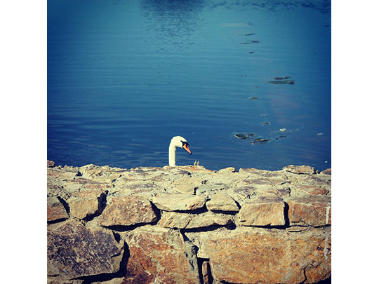  GUILLERMO DÍAZ [Talavera de la Reina-Toledo] _ plumas y piedra 