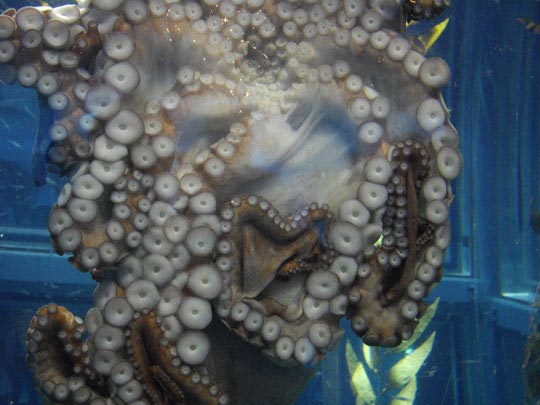  JOSEFA MARIN [Barcelona] _ pop per tots 