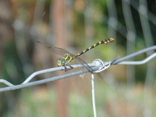  ESTITXU VITORIA [Murcia] _ posado 