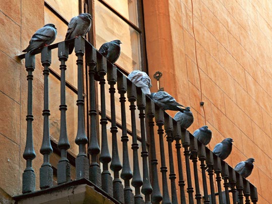  ANA MORALES [Sta. Coloma-Barcelona] _ preparadas para el ataque 