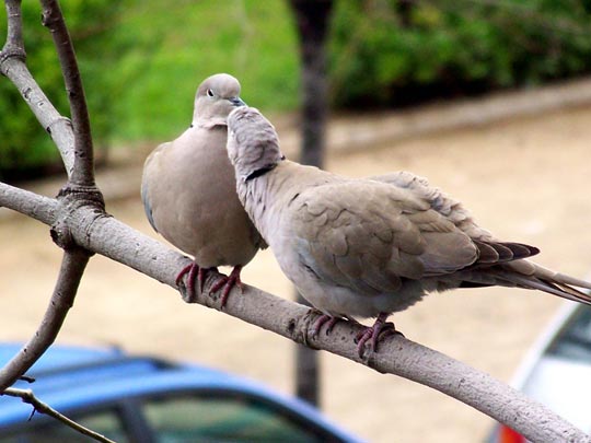  LAURA NOGUÉS [Alicante] _ primavera 