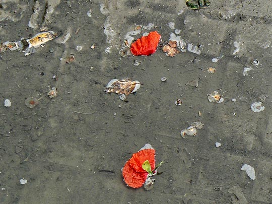  CARME ROURA [St Joan de Vilatorrada-Barcelona] _ primavera olvidada 