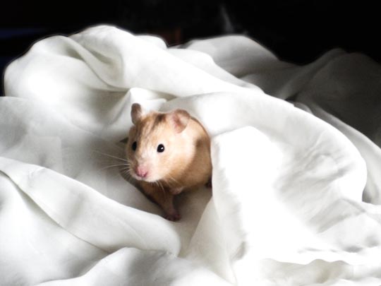  PILAR  FERNÁNDEZ MORENO [Granada] _ ¿¡qué hago yo con esta libertad!? 