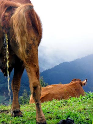  JAUME GARCIA [Santa Coloma de Gramanet-Barcelona] _ que me meo toa... 