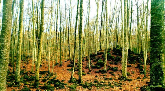  ISAAC LÓPEZ [Cardedeu-Barcelona] _ ¿quién dijo primavera? 