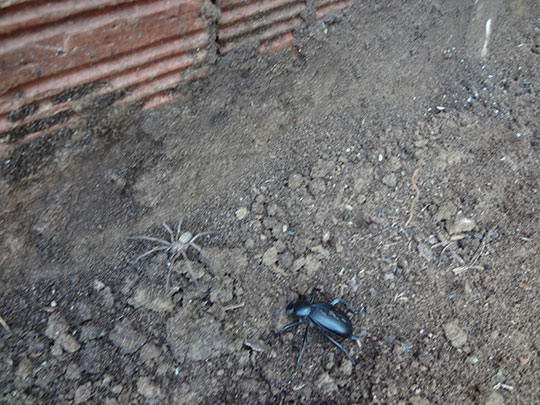  ARIANA SANTAMARIA [Villaviciosa-Asturias] _ ¡contigo no, bicho! 