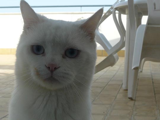  EVA RODRÍGUEZ [Moaña-Pontevedra] _ (r)evolución escabeche 