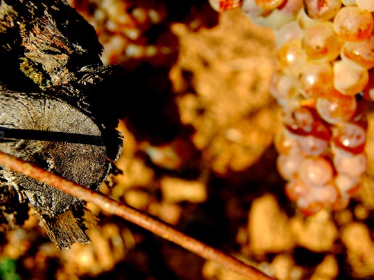  ANGELA LLOP [Torrelles de Foix-Barcelona] _ raïm de parellada 