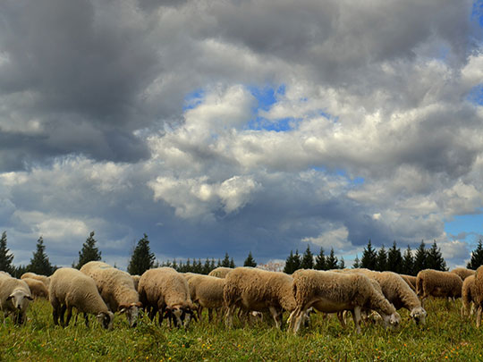  ANGELA LLOP [Torrelles de Foix-Barcelona] _ rebaño de ovejas 