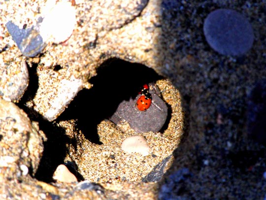  SONIA MATEO [Cádiz] _ recobeco amoroso 