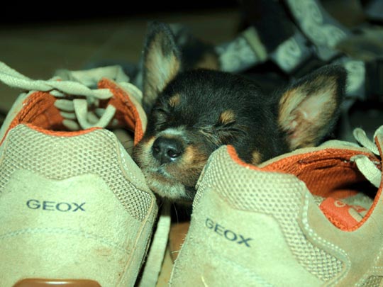  LUIS CAPPELLINI [Las Palmas -Las Palmas] _ respirando 