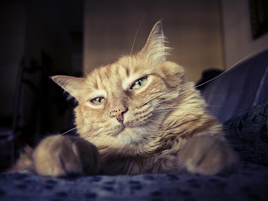  FEDERICO ÁLVAREZ [Ourense] _ rey 