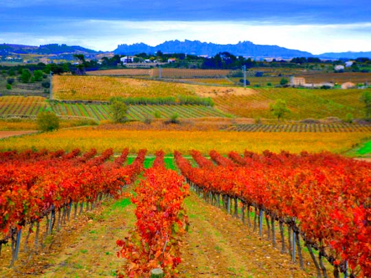  ANGELA LLOP [Torrelles de Foix-Barcelona] _ saturación 