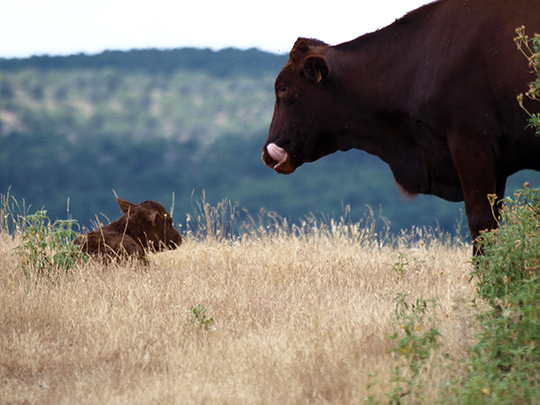  FERNANDO LÓPEZ [Gavà-Barcelona] _ la madre se come los mocos 