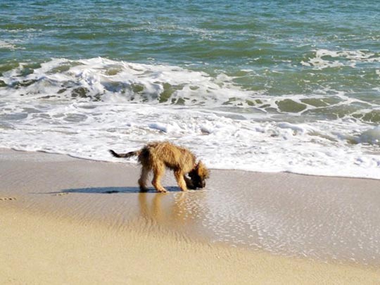  GEMMA FUENTES [Llavaneres-Barcelona] _ sed de mar 