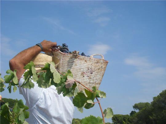  MARIFE ESCRIBANO [Albacete] _ septiembre soleado, buen vino asegurado 
