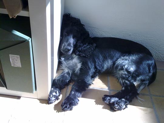  VIOLETA ROCA [Vilafranca del Penedès-Barcelona] _ siesta de asceta 