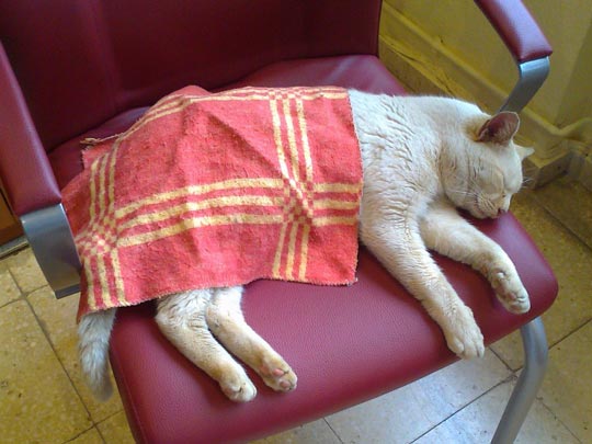  ARIANA SANTAMARIA [Villaviciosa-Asturias] _ siesta mañanera 