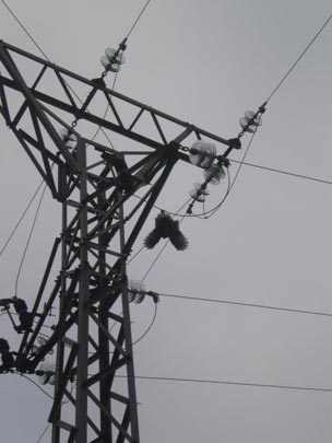  CAROLINA SIERRA [Santander-Cantabria] _ silla eléctrica aviar 