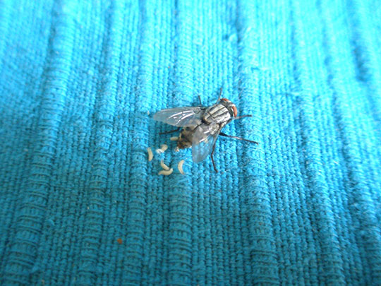  XAVIER RIGATA [Guadalajara] _ sin epidural 