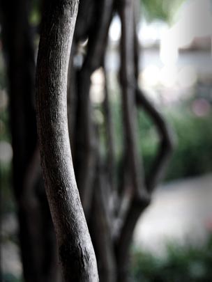  PATRICIA ALVARADO [Ávila] _ sinuosidad 