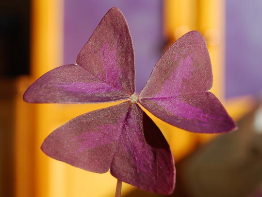  VICTOR DOMINGO [Sentmenat-Barcelona] _ ¿sonríen las plantas? 