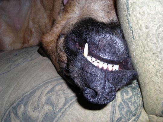  ESTHER ROSELL [Alzira-Valencia] _ sonrisa perruna 