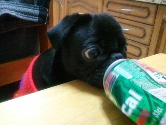  LUIS CAPPELLINI [Las Palmas -Las Palmas] _ soplando 