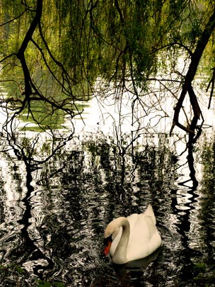  ENCARNACIÓN ALVAREZ [Bilbao] _ swan in hyde park 