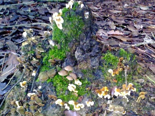  ALBERT BARBARÀ [El Vendrell-Tarragona] _ tesoro catalán 