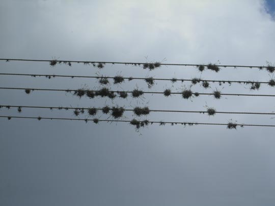  LAURA  TOVAR [Caracas-Venezuela] _ todos acá 