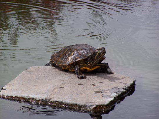  ALEJANDRA TORRES [Alicante] _ tomando el sol 