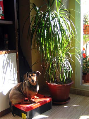  PILAR  CONDE [Orihuela-Alicante] _ tomando el solecico 