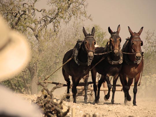  LLATZER MENDEZ [Felanitx-Illes Balears] _ trío 